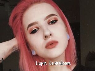 Lupin_Cearuleum